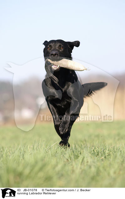 running Labrador Retriever / JB-01078