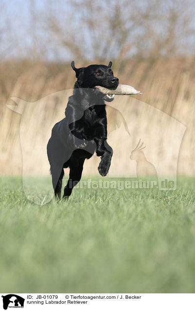 running Labrador Retriever / JB-01079