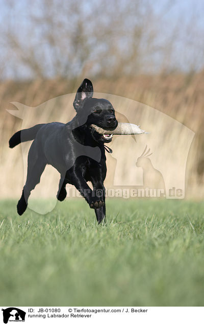 rennender Labrador / running Labrador Retriever / JB-01080
