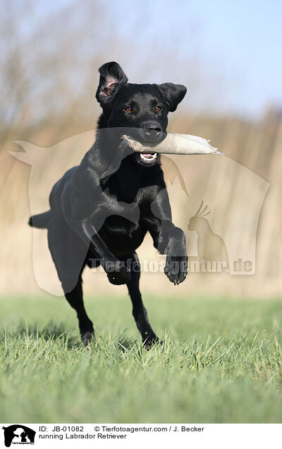 running Labrador Retriever / JB-01082