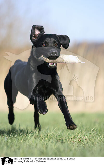 running Labrador Retriever / JB-01083