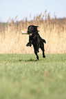 running Labrador Retriever