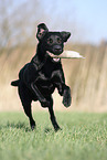 running Labrador Retriever