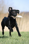 running Labrador Retriever