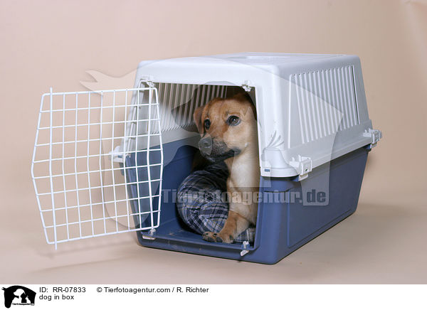 Hund in Hundebox / dog in box / RR-07833