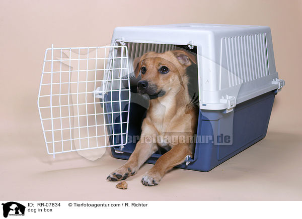 Hund in Hundebox / dog in box / RR-07834