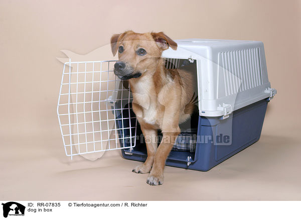 Hund in Hundebox / dog in box / RR-07835