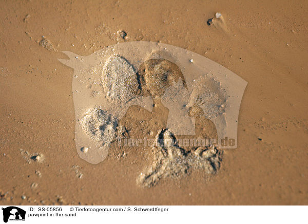 Pfotenabdruck im Sand / pawprint in the sand / SS-05856