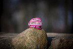 dog collars