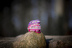 dog collars