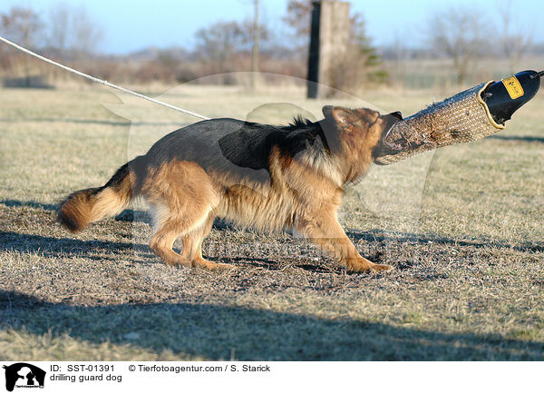 Ausbildung zum Schutzhund / drilling guard dog / SST-01391