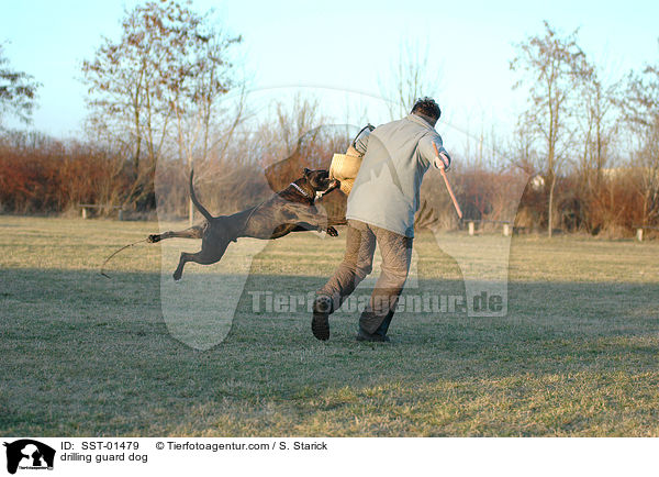 Schutzhundeausbildung / drilling guard dog / SST-01479