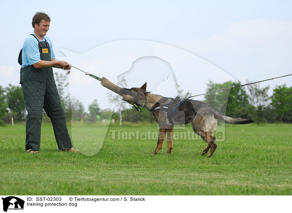 Schutzhundeausbildung / training protection dog / SST-02303