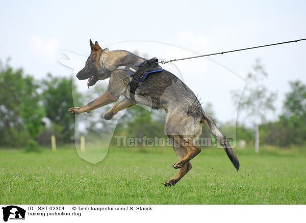 Schutzhundeausbildung / training protection dog / SST-02304