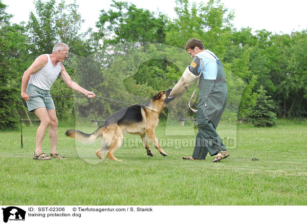 Schutzhundeausbildung / training protection dog / SST-02306
