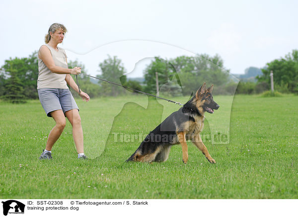 Schutzhundeausbildung / training protection dog / SST-02308