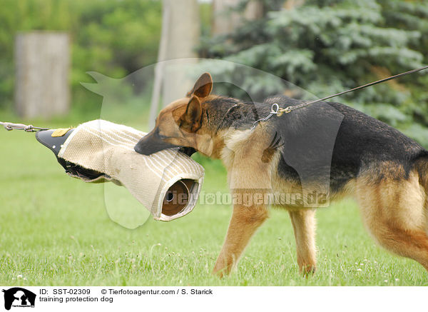 Schutzhundeausbildung / training protection dog / SST-02309