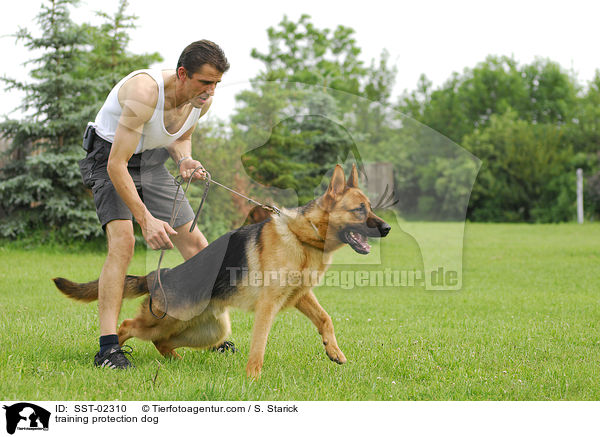 Schutzhundeausbildung / training protection dog / SST-02310