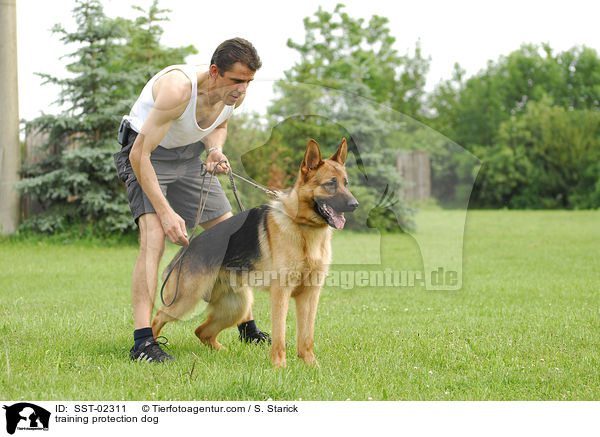 Schutzhundeausbildung / training protection dog / SST-02311