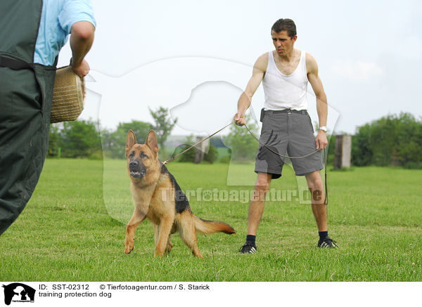 Schutzhundeausbildung / training protection dog / SST-02312