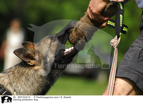 Schutzhundeausbildung / training protection dog / SST-02313
