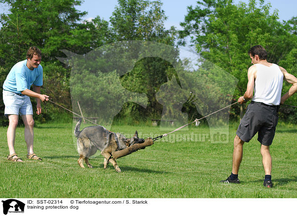 Schutzhundeausbildung / training protection dog / SST-02314