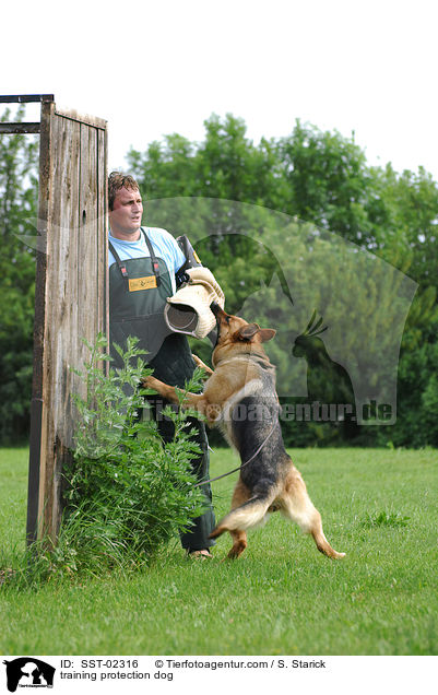 Schutzhundeausbildung / training protection dog / SST-02316