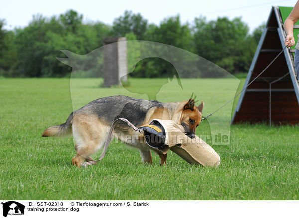 Schutzhundeausbildung / training protection dog / SST-02318