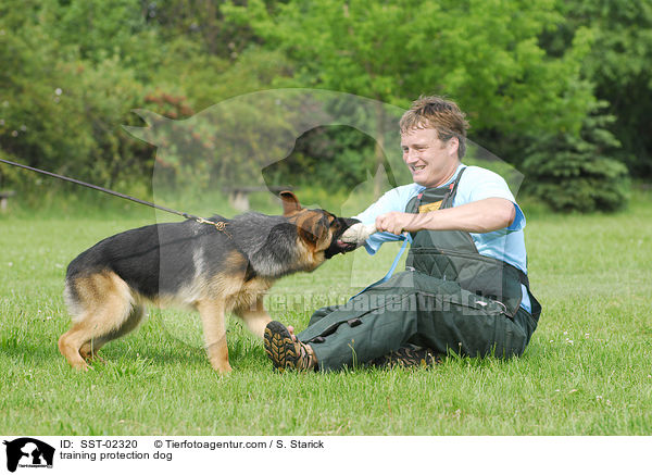 Schutzhundeausbildung / training protection dog / SST-02320