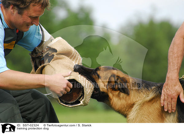 Schutzhundeausbildung / training protection dog / SST-02324