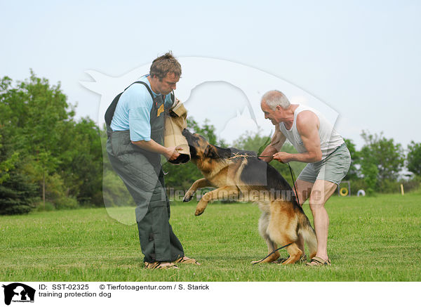 Schutzhundeausbildung / training protection dog / SST-02325