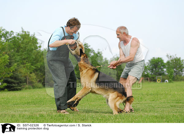 Schutzhundeausbildung / training protection dog / SST-02326