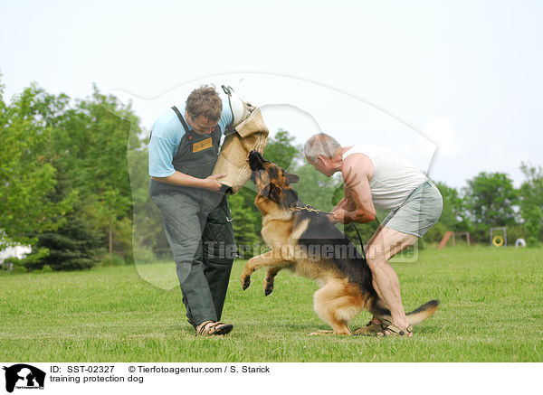 Schutzhundeausbildung / training protection dog / SST-02327