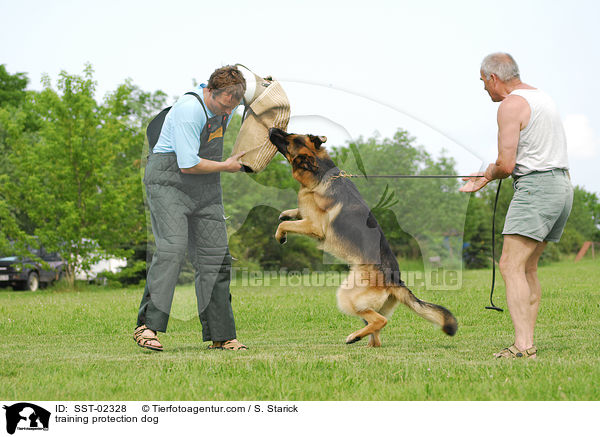 Schutzhundeausbildung / training protection dog / SST-02328