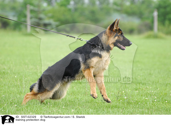 training protection dog / SST-02329
