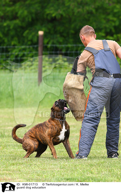 Schutzhundeausbildung / guard dog education / KMI-01713