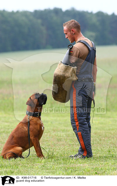 Schutzhundeausbildung / guard dog education / KMI-01716