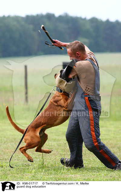 Schutzhundeausbildung / guard dog education / KMI-01717