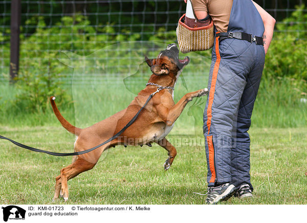 Schutzhundeausbildung / guard dog education / KMI-01723