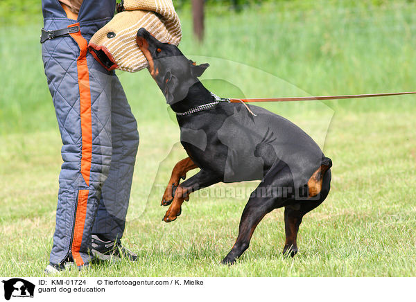 Schutzhundeausbildung / guard dog education / KMI-01724