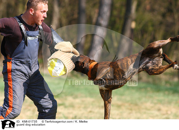 Schutzhundeausbildung / guard dog education / KMI-01735