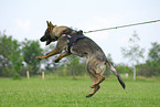 training protection dog