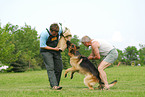 training protection dog