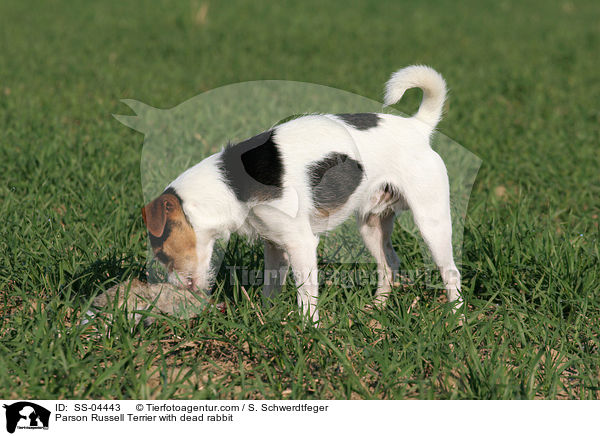 Parson Russell Terrier with dead rabbit / SS-04443