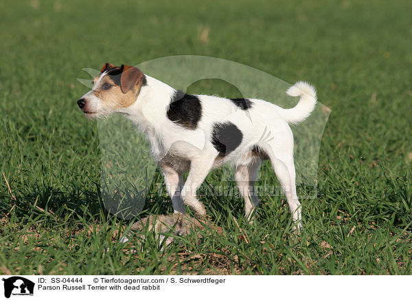 Parson Russell Terrier steht vor erlegtem Kaninchen / Parson Russell Terrier with dead rabbit / SS-04444
