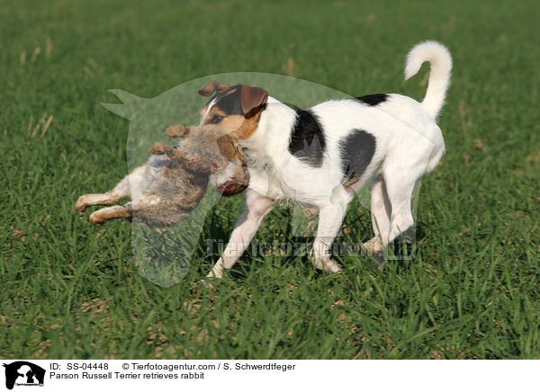 Parson Russell Terrier apportiert Kaninchen / Parson Russell Terrier retrieves rabbit / SS-04448