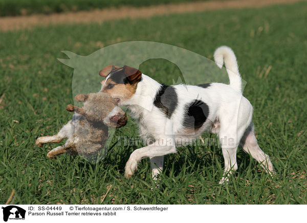Parson Russell Terrier apportiert Kaninchen / Parson Russell Terrier retrieves rabbit / SS-04449