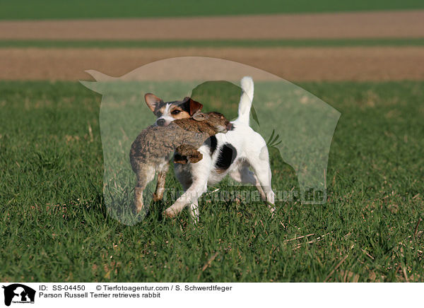 Parson Russell Terrier apportiert Kaninchen / Parson Russell Terrier retrieves rabbit / SS-04450