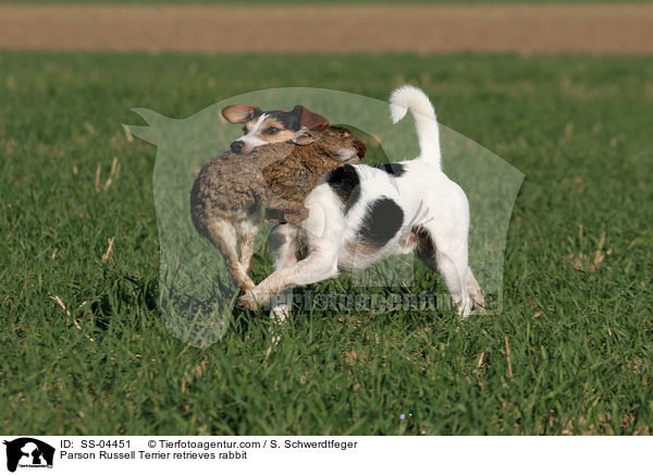 Parson Russell Terrier apportiert Kaninchen / Parson Russell Terrier retrieves rabbit / SS-04451