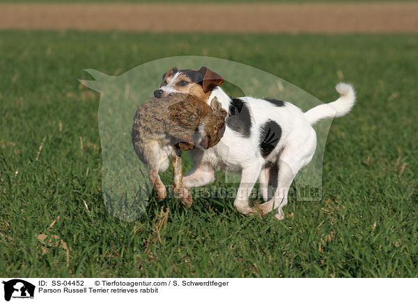 Parson Russell Terrier apportiert Kaninchen / Parson Russell Terrier retrieves rabbit / SS-04452